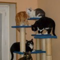 5-chats4