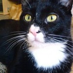 Beau-Booba-le-chat1