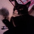 Booba-chat-europeen-noir-blanc2