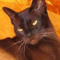 Chat-Burmese-Europeen2