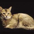 Chat-Ceylan2