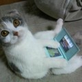 Chat-DS-Lite2