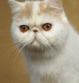 Chat-Exotic-Shorthair2