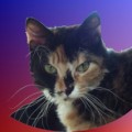 Chat-Laperm2
