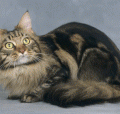 Chat-Maine-Coon2