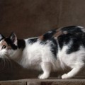 Chat-Manx2