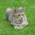 Chat-Pixie-Bob2