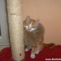 Couscous-chat-roi-lion2