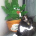 Herbe-a-chat2