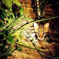 Jaguarondi-chat-hermine2