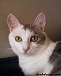 biloute-chat-europeen-blanc14