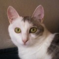 biloute-chat-europeen-blanc26