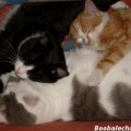 calin-entre-chats2