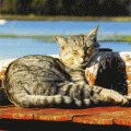 carte-postale-chat3