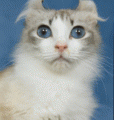 chat-American-Curl2