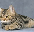 chat-American-Shorthair2