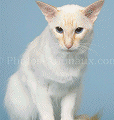 chat-Balinais2