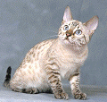 chat-Bengal2