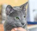 chat-Bleu-Russe2