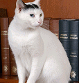 chat-Bobtail-Japonais2