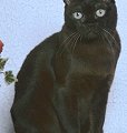 chat-Bombay2