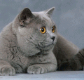 chat-British-Shorthair2