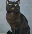 chat-Burmese2
