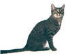 chat-Californian-Spangled2
