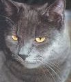 chat-Chartreux2