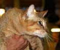 chat-Chausie2