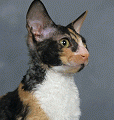 chat-Cornish-Rex2
