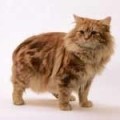 chat-Cymric2