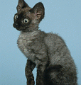 chat-Devon-Rex2