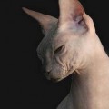 chat-Donskoy2
