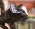 chat-Havana-Brown2
