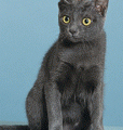 chat-Korat2