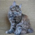 chat-Kurilian-Bobtail2
