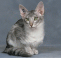 chat-Mandarin2