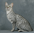 chat-Mau-Egyptien5