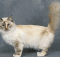 chat-Munchkin2