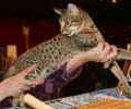 chat-Ocicat2