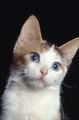chat-Ojos-Azules2