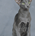 chat-Oriental2