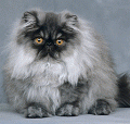 chat-Persan2