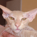 chat-Peterbald2