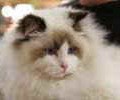 chat-Ragdoll2
