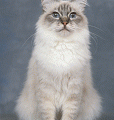 chat-Sacre-de-Birmanie-Birman2