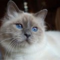 chat-Sacre-de-Birmanie2