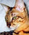 chat-Savannah2
