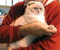 chat-Scottish-Fold2